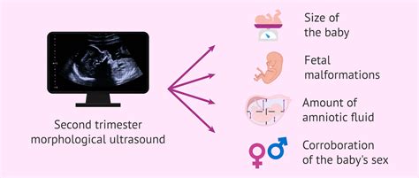 what is cas ultrasound|Sonography 2nd Trimester Assessment, Protocols, .